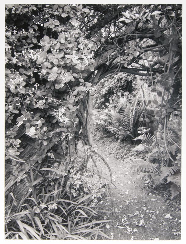 Honeysuckle, Scilly Isles