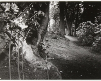 Windsor Park, The Saville Garden